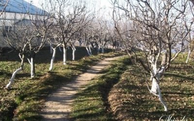 Coutts Garden was the first Apple Orchard in Shimla