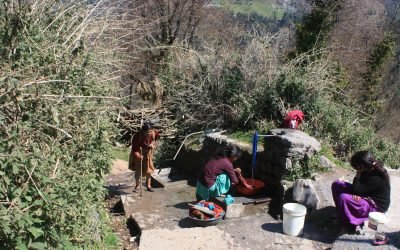 A Forest Walk in Dharamshala from Naddi to Dharamkot