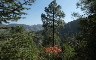 Full Day Heritage Walks and Forest Walks in Shimla