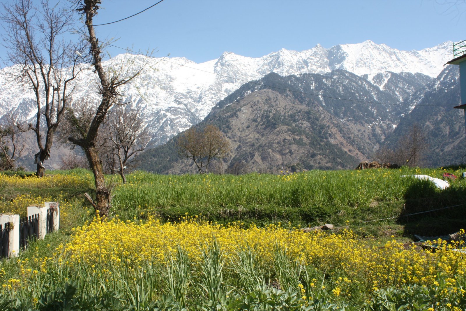 View of Dhauladhar ranges from village Naddi