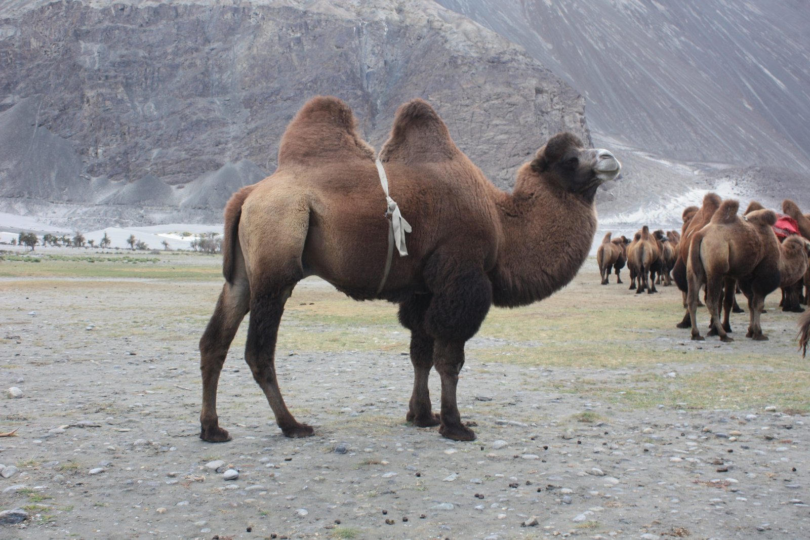 Mongolian Camel in Nubra Valley